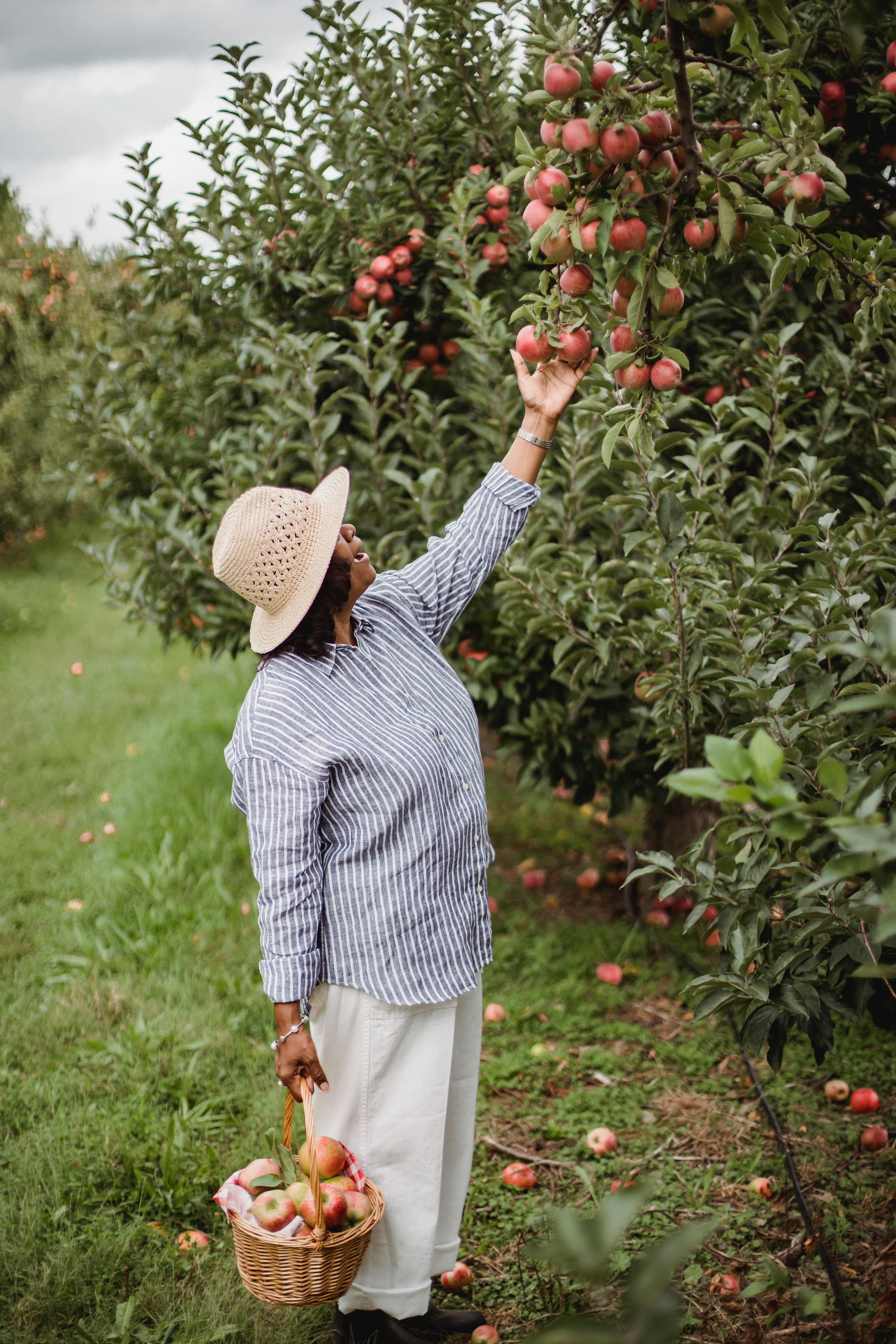 Woman harvesting apples