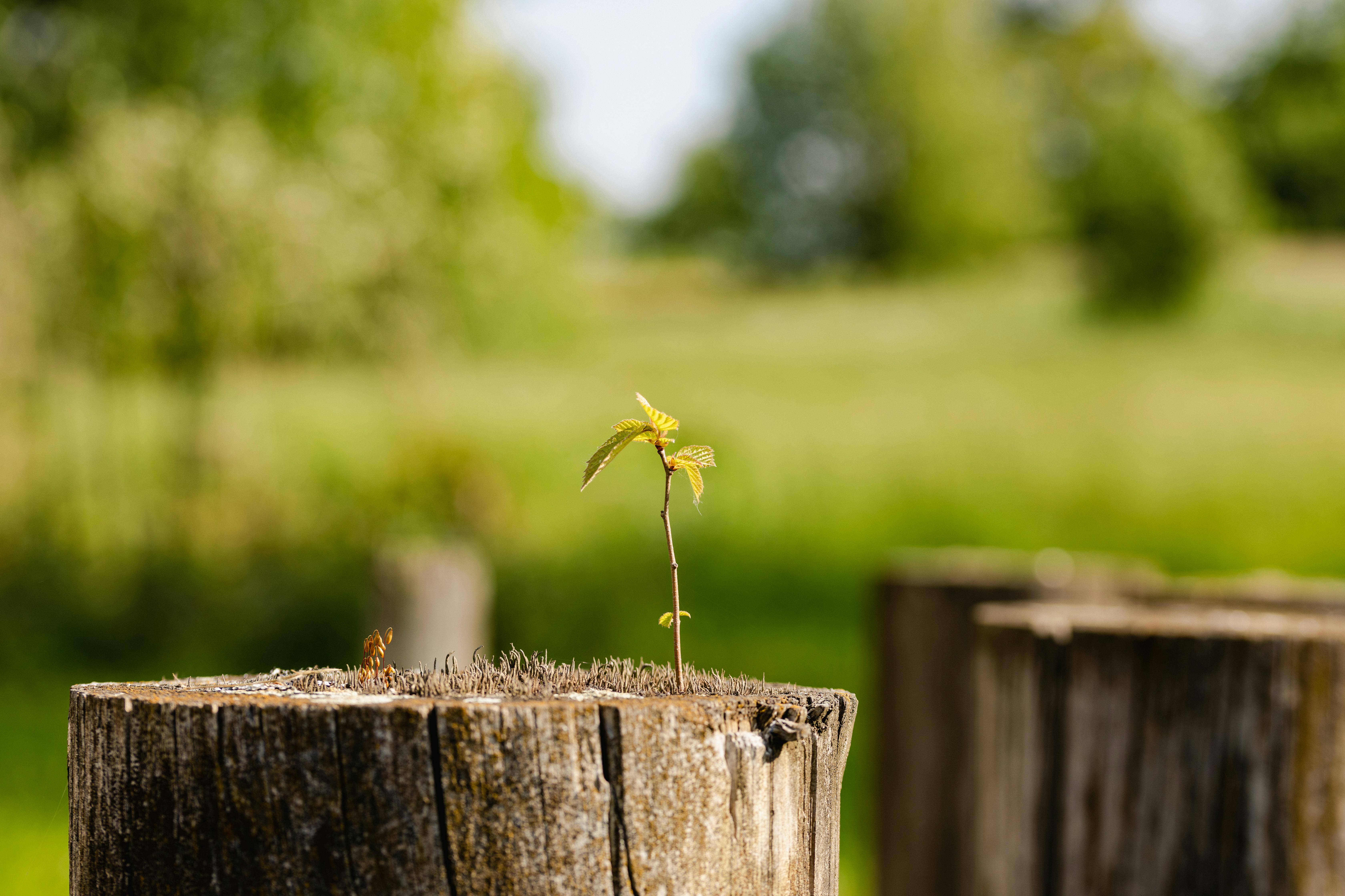 Sprout on a piece of wood trunk