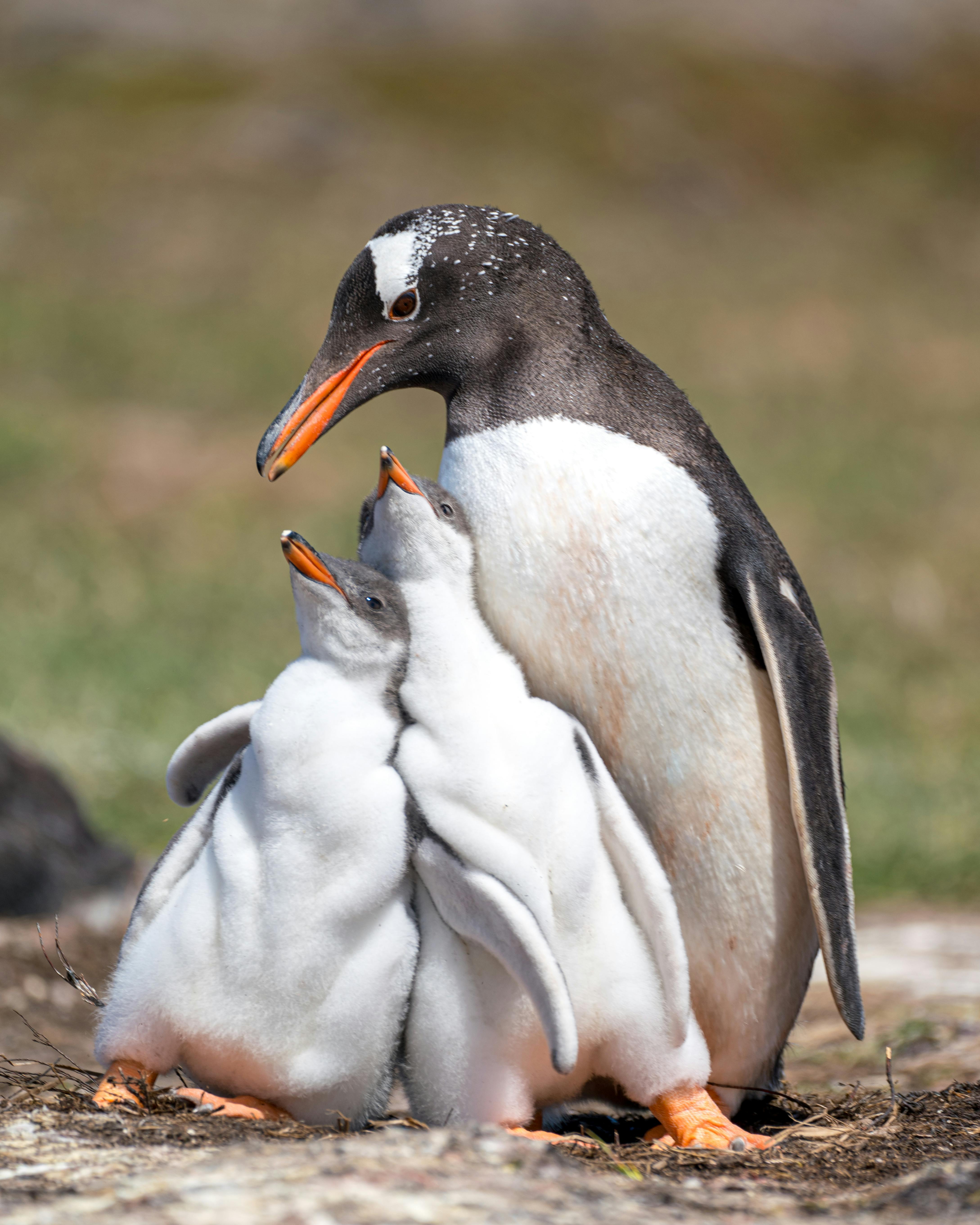 Penguins in a polar environment