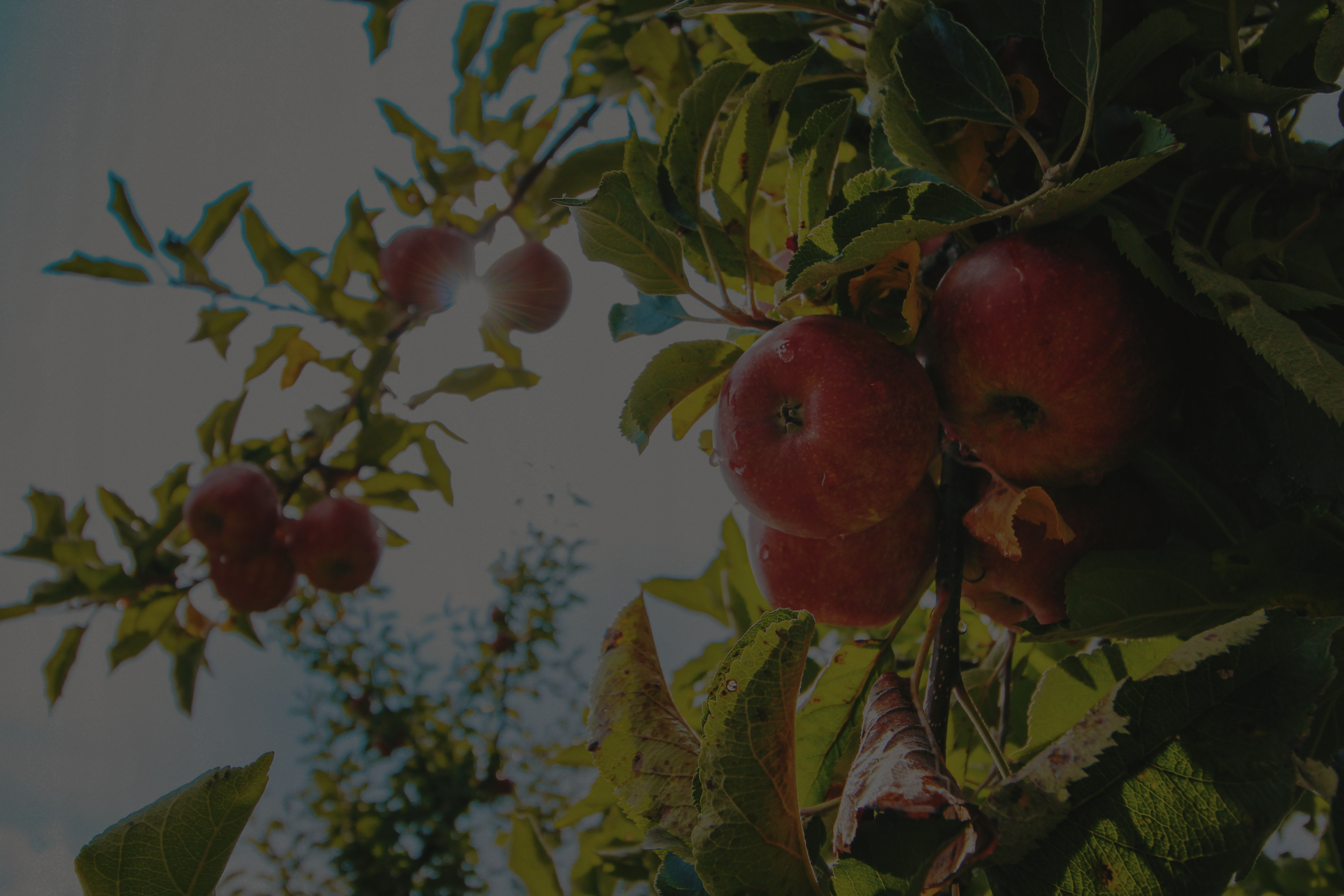 Apples on a tree