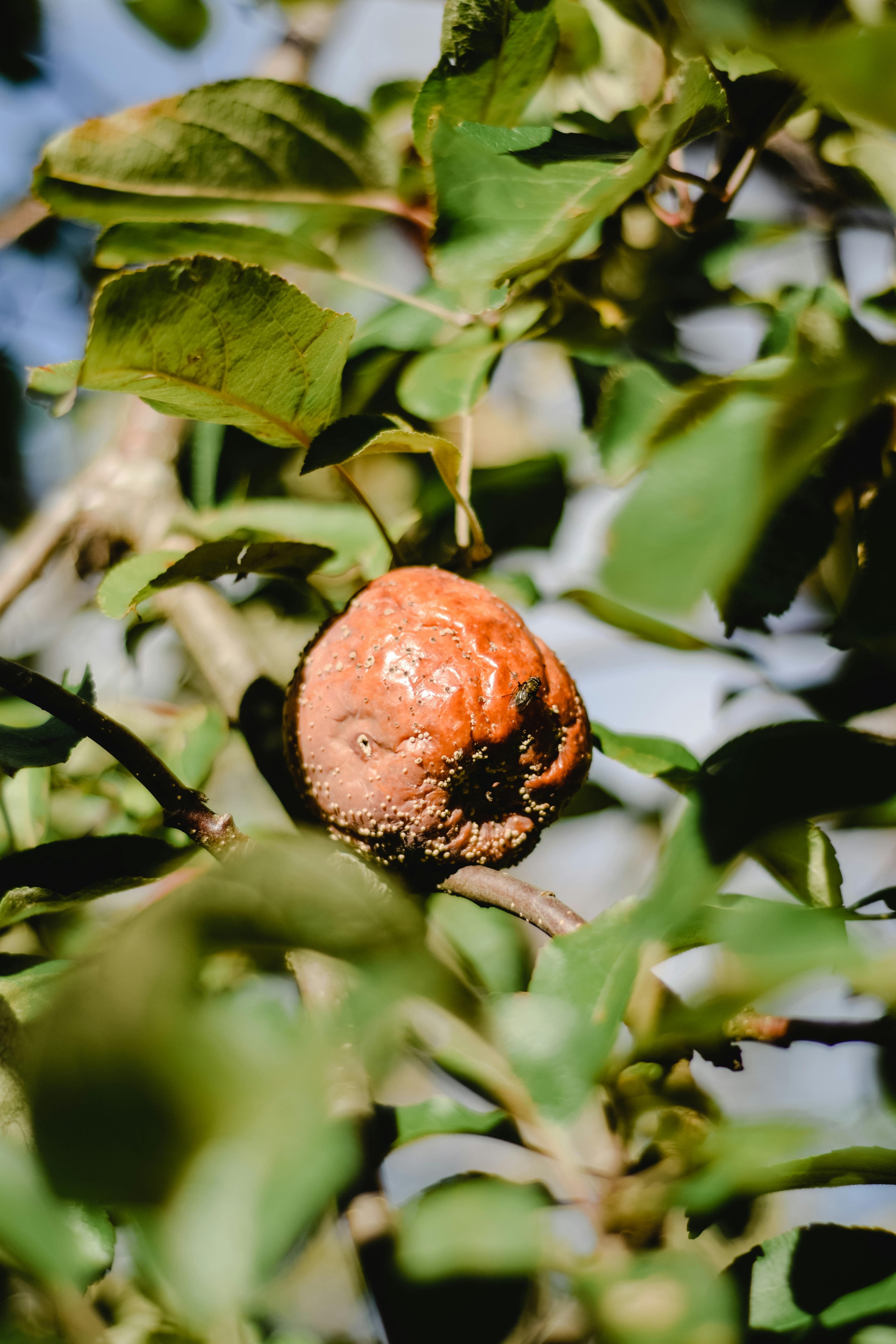 Apple on a branch