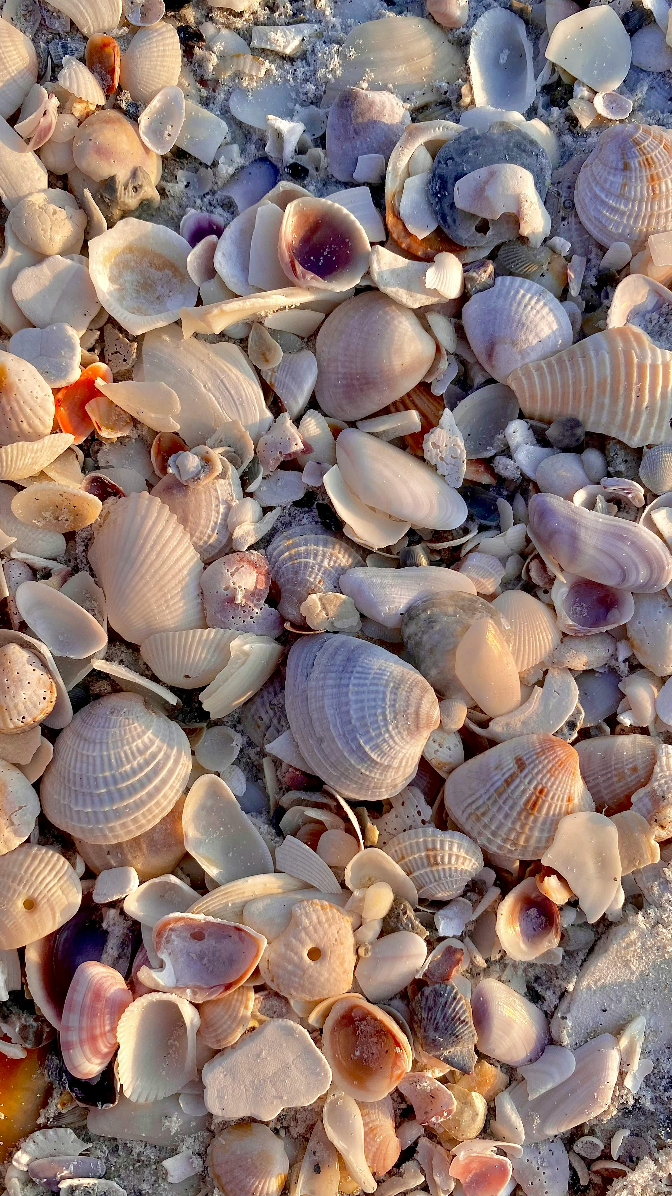 Image of sea shells